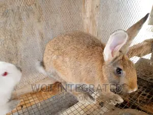 Good Quality Rabbits