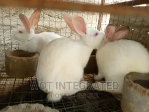 Good Quality Rabbits