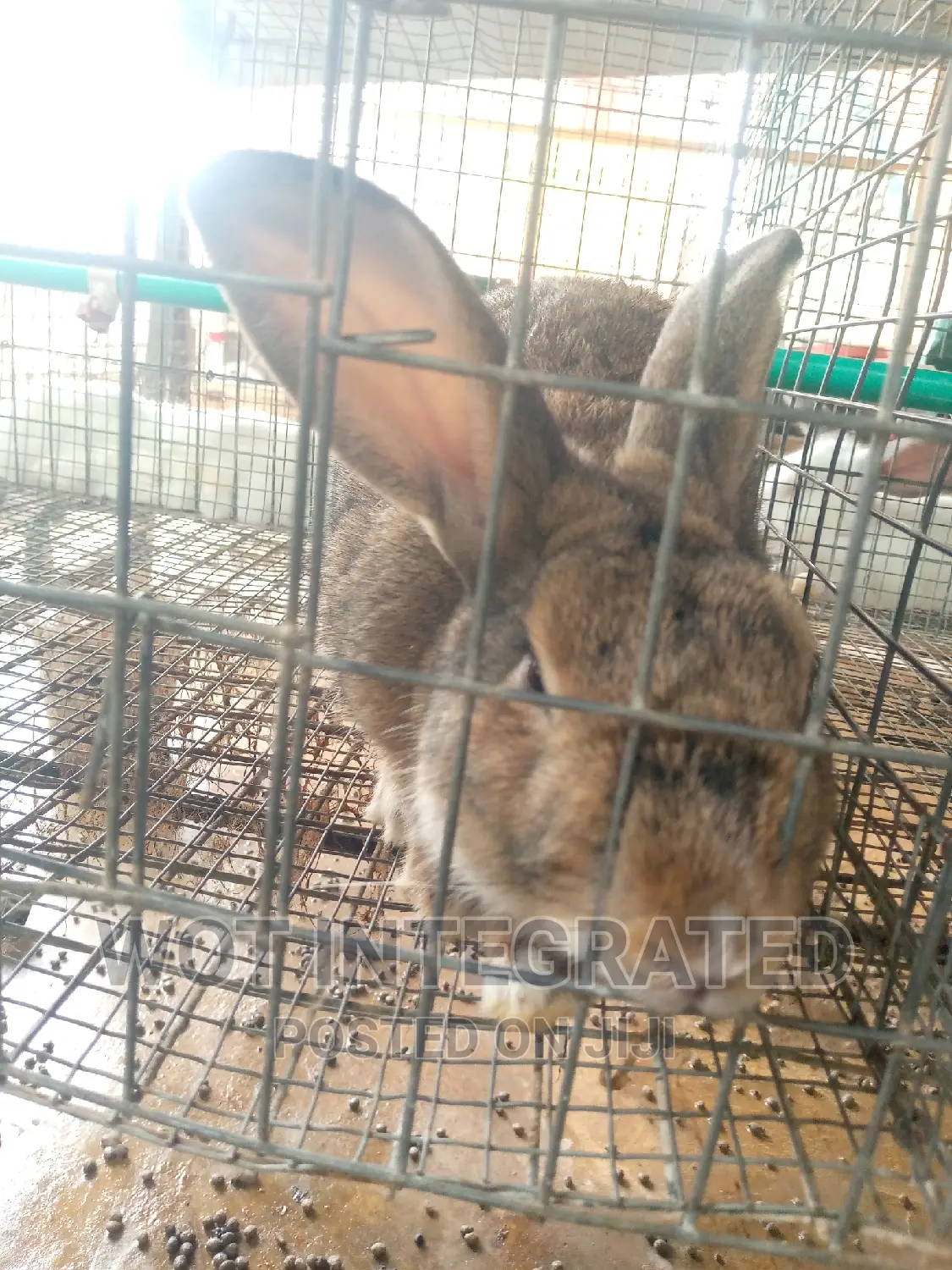 Good Quality Rabbits