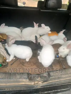 Good Quality Rabbits