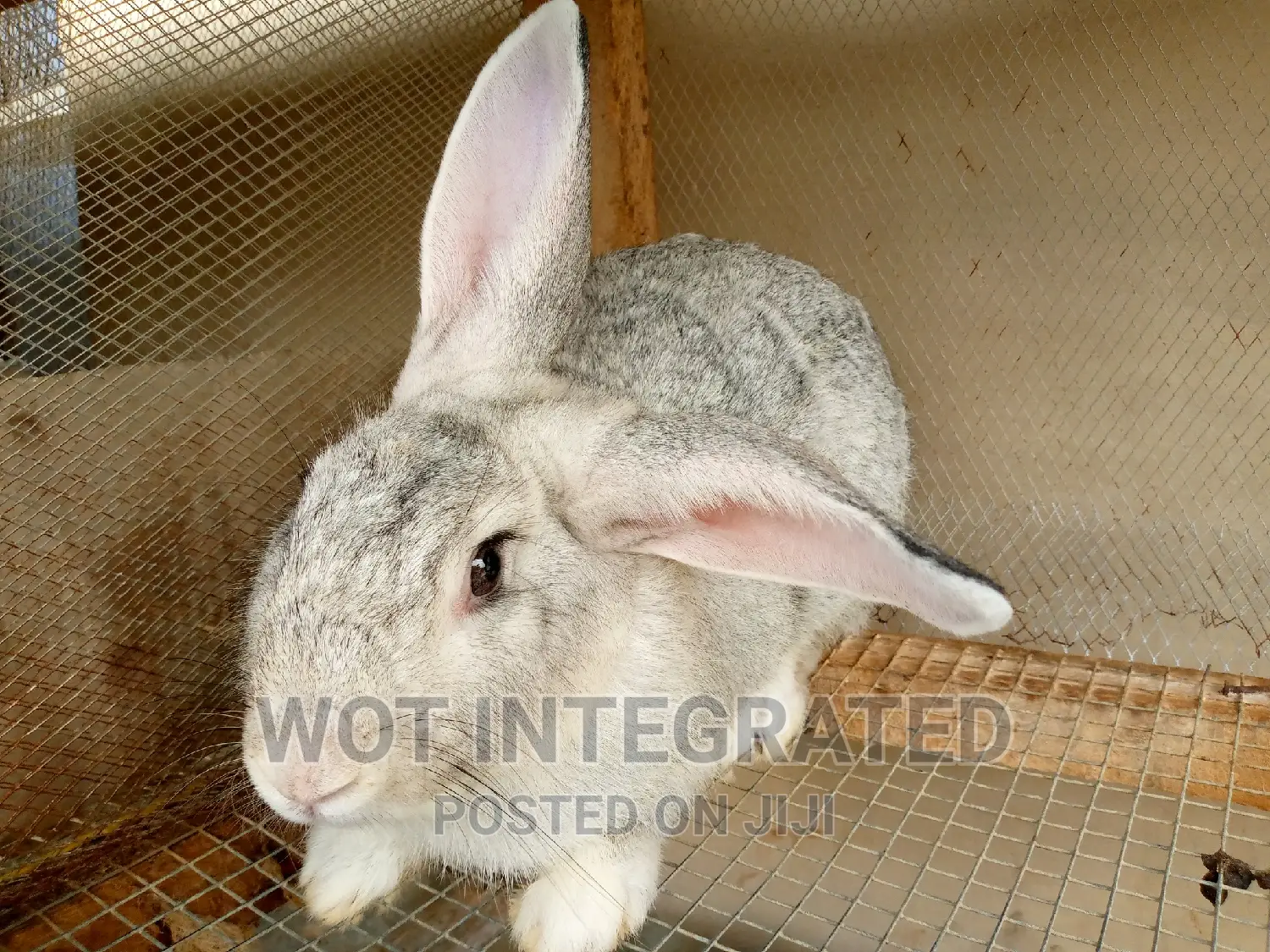Good Quality Rabbits