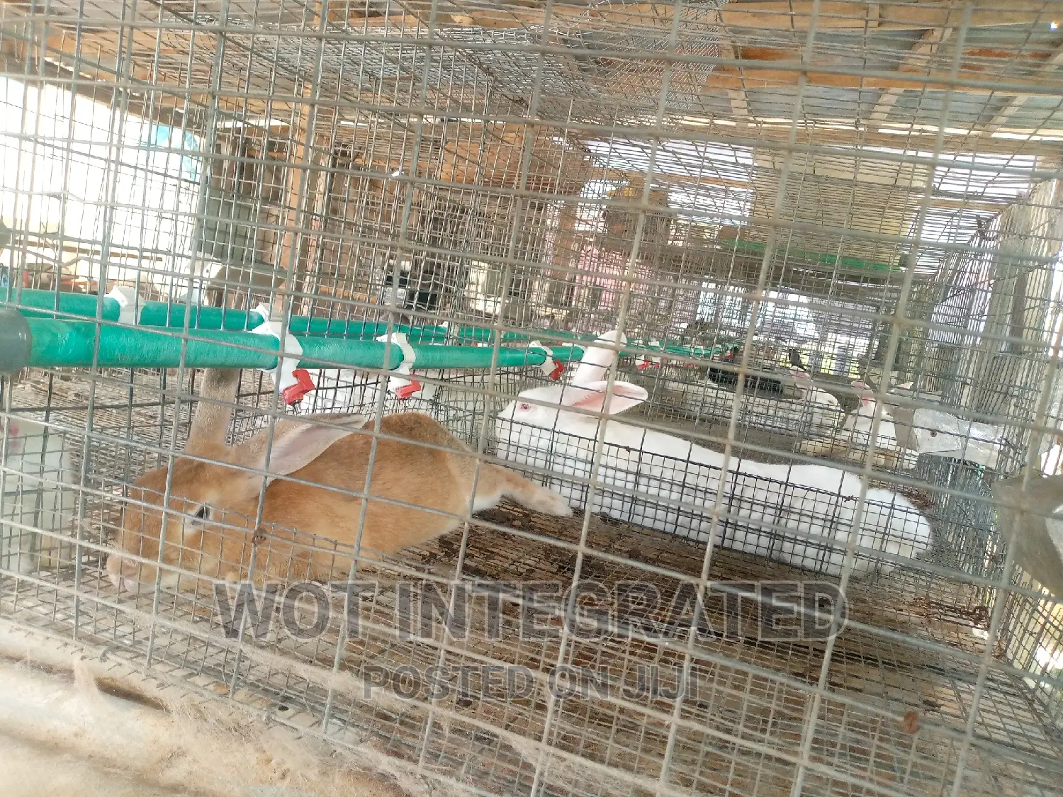 Good Quality Rabbits