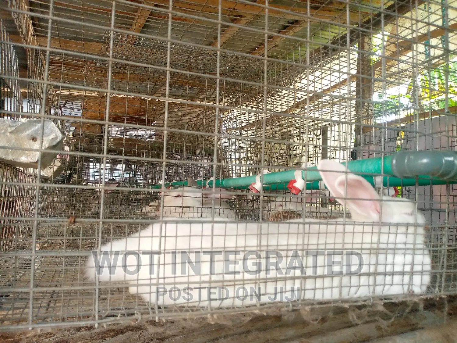 Good Quality Rabbits