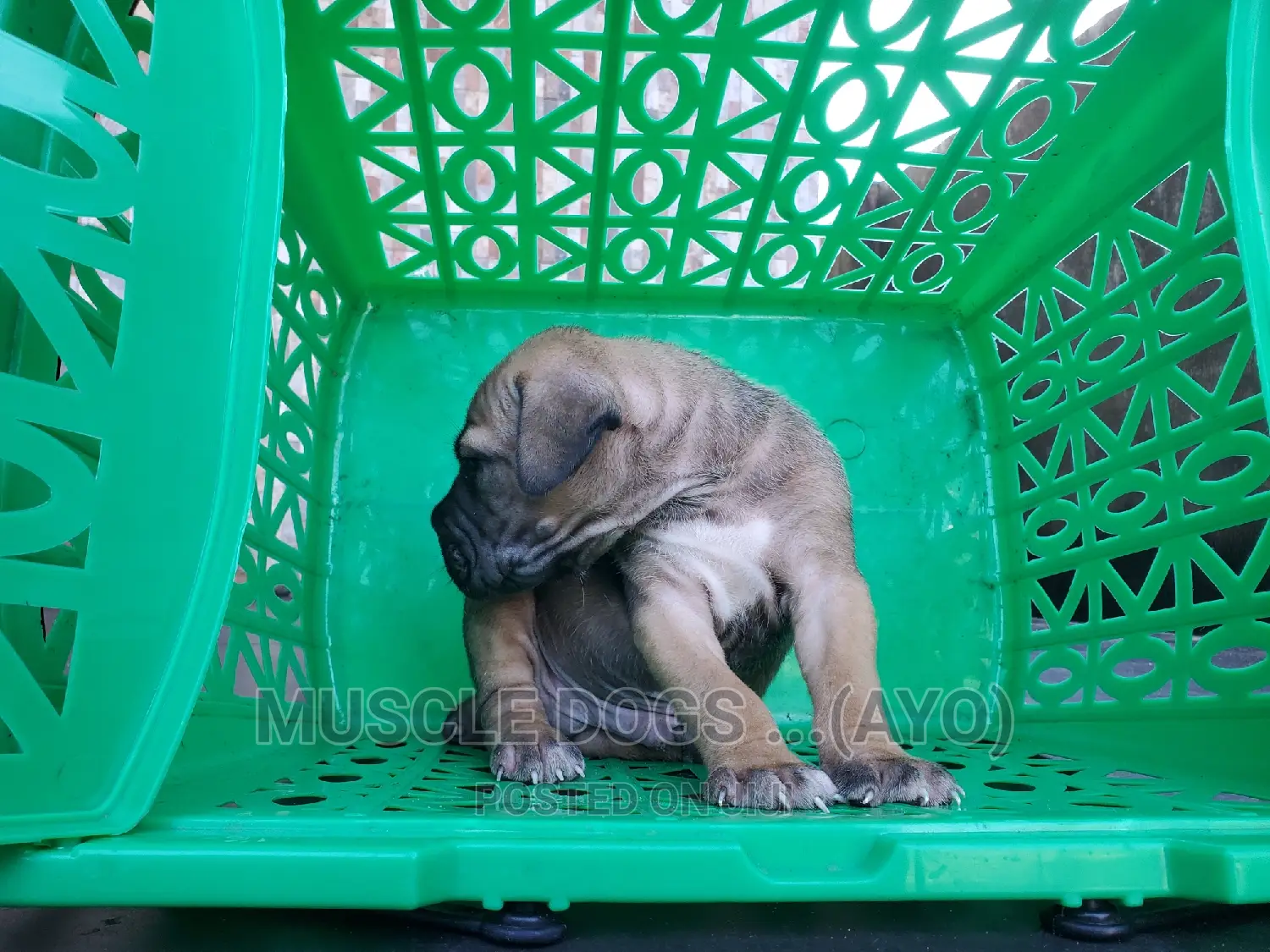0-1 month Female Purebred Boerboel