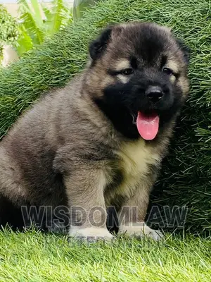 1-3 months Female Purebred Caucasian Shepherd