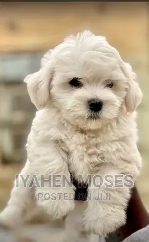 Photo - 1-3 months Female Purebred Lhasa Apso