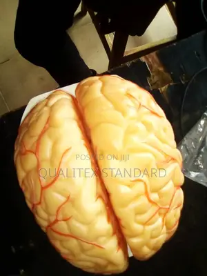 Human Brain Model