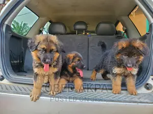 1-3 months Female Purebred German Shepherd