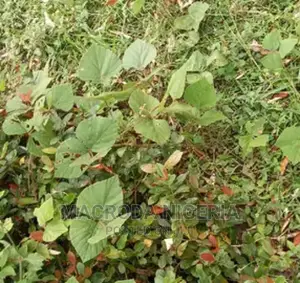 For Sale SIZE: 75 Plots Land