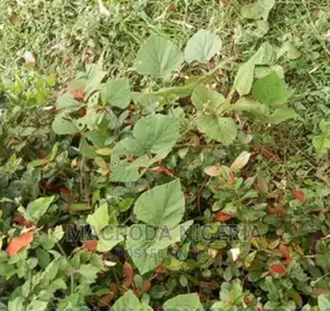 800sqm Land With a Demolishable Structure in an Estate