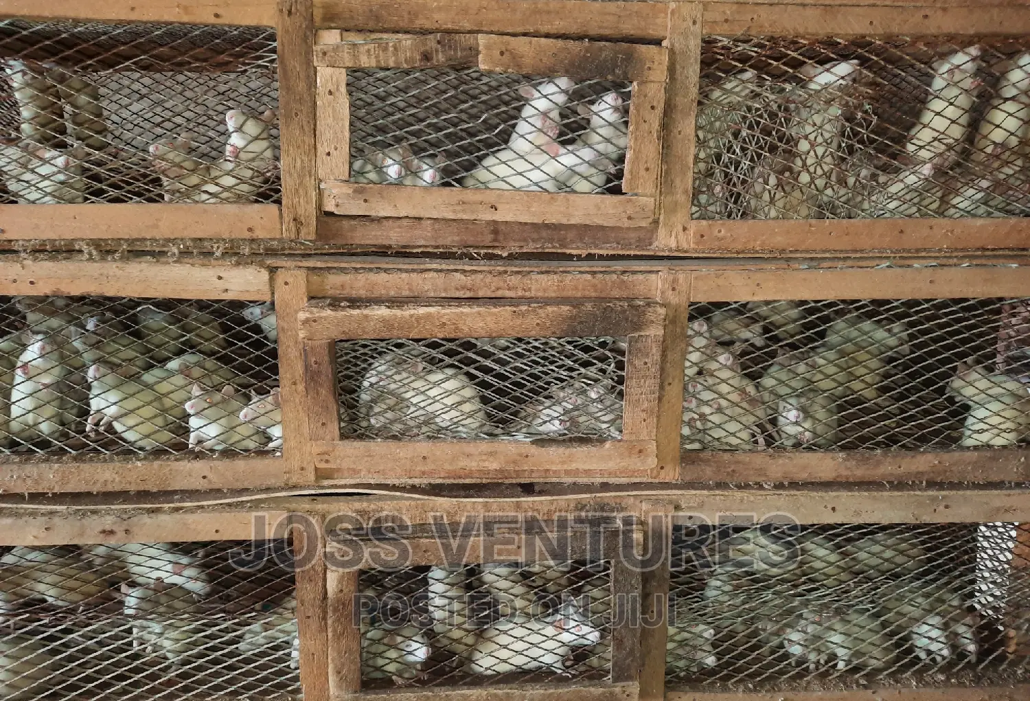 Albino Rats