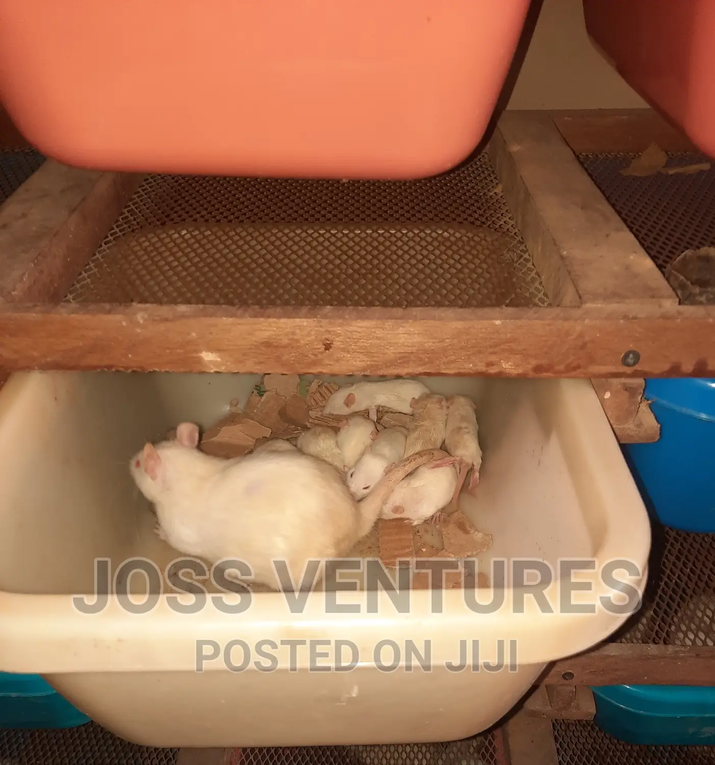 Albino Rats