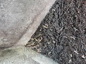 Black Soldier Fly Training and Farm Set-Up