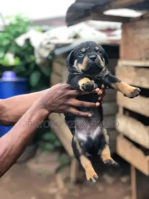 1-3 months Male Purebred Rottweiler