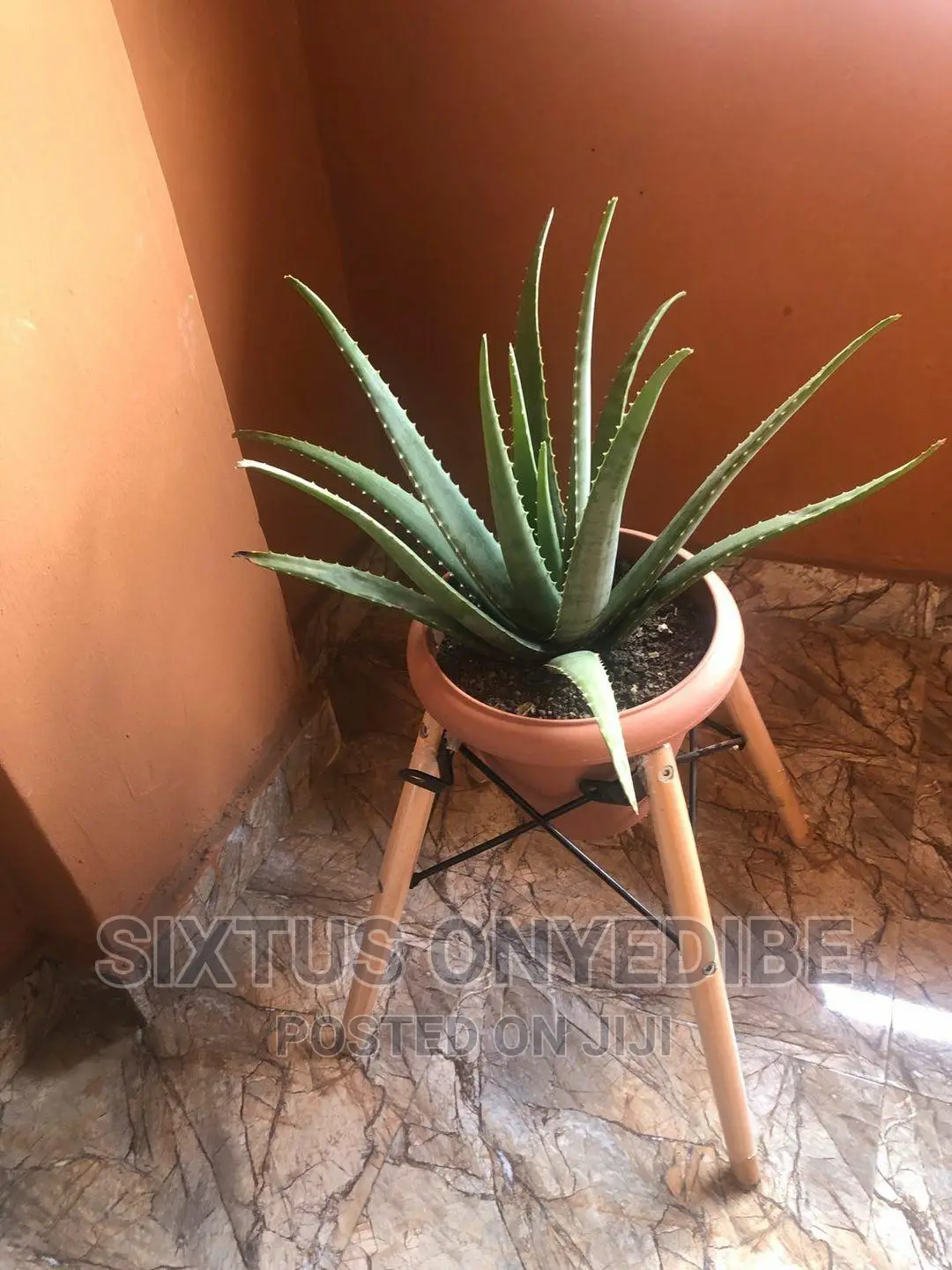 Aloe Vera Plant