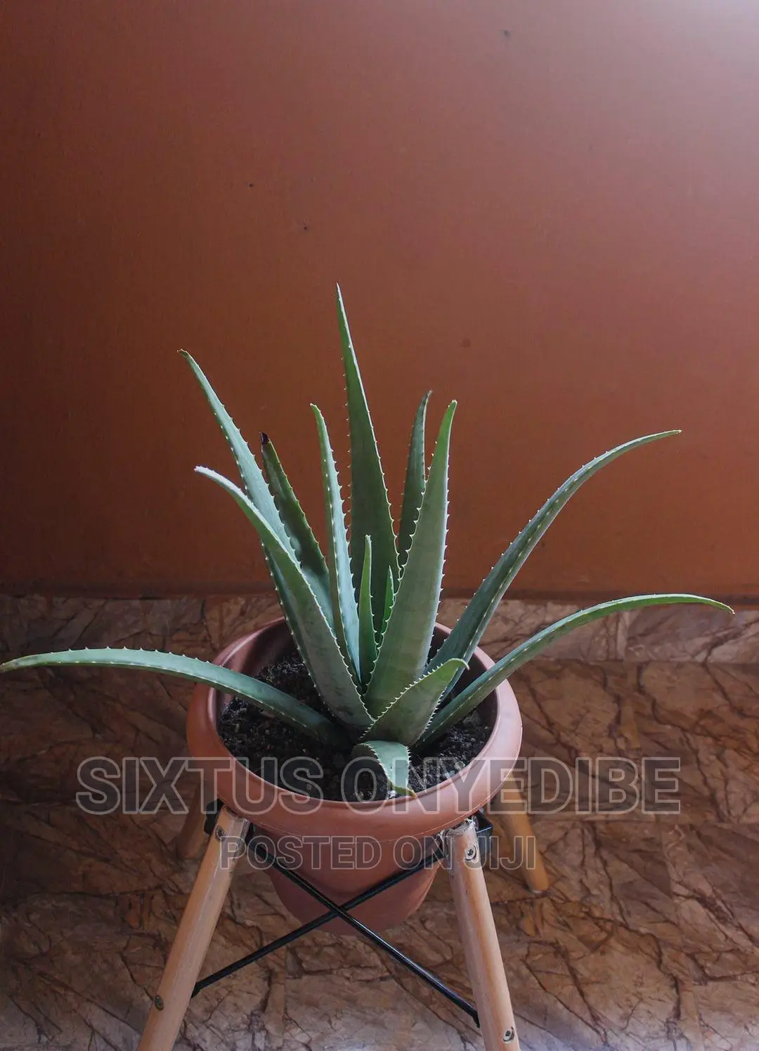 Aloe Vera Plant