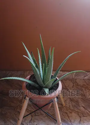 Aloe Vera Plant