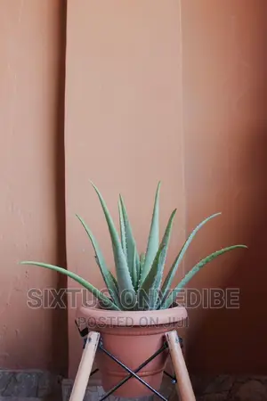 Aloe Vera Plant