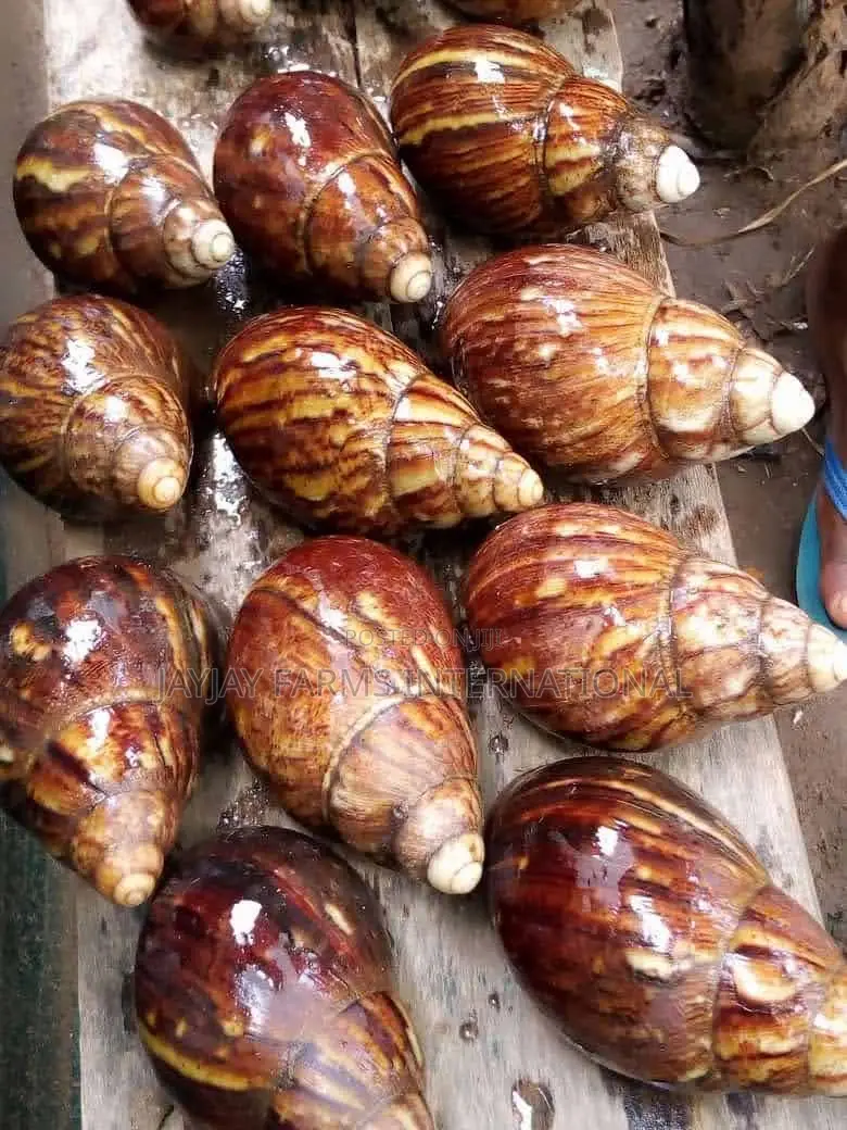 Jumbo Snails