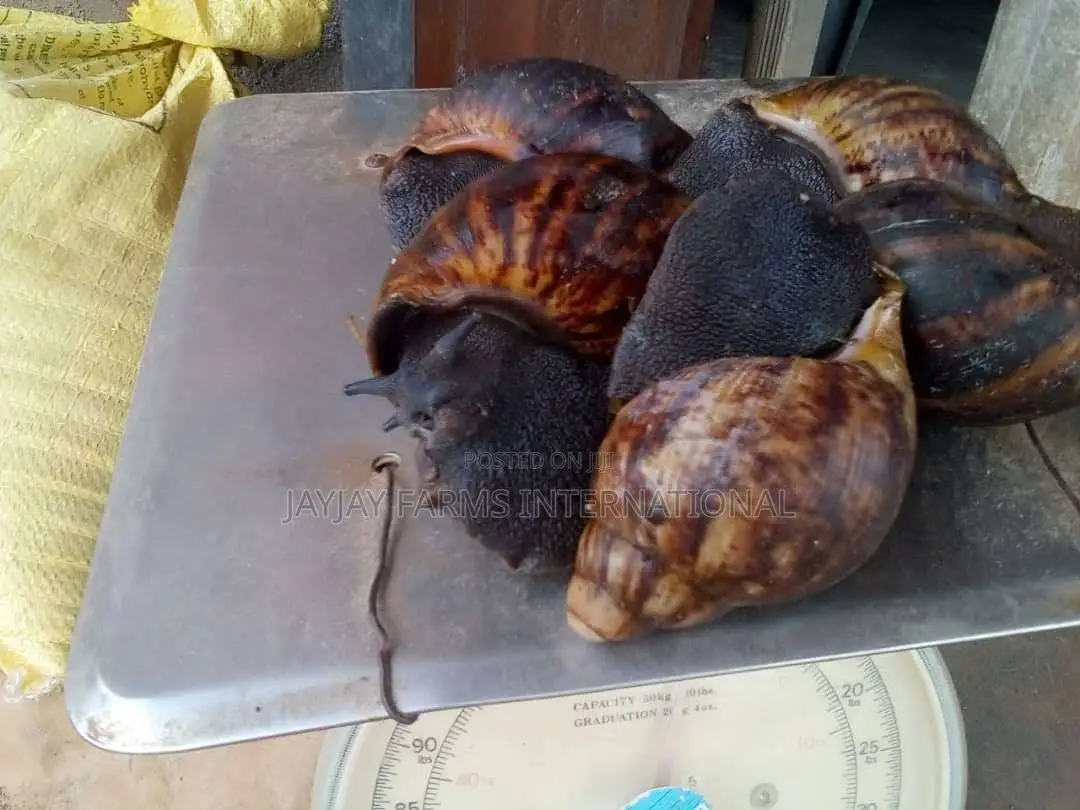 Jumbo Snails