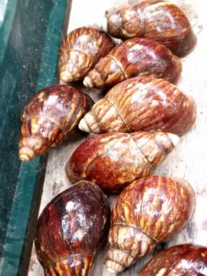 Jumbo Snails