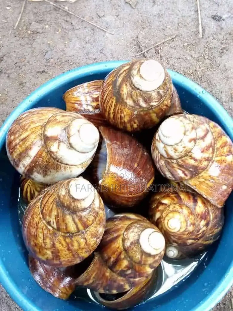 Jumbo Snails