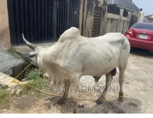 Healthy and Good Looking Rams and Cows Available
