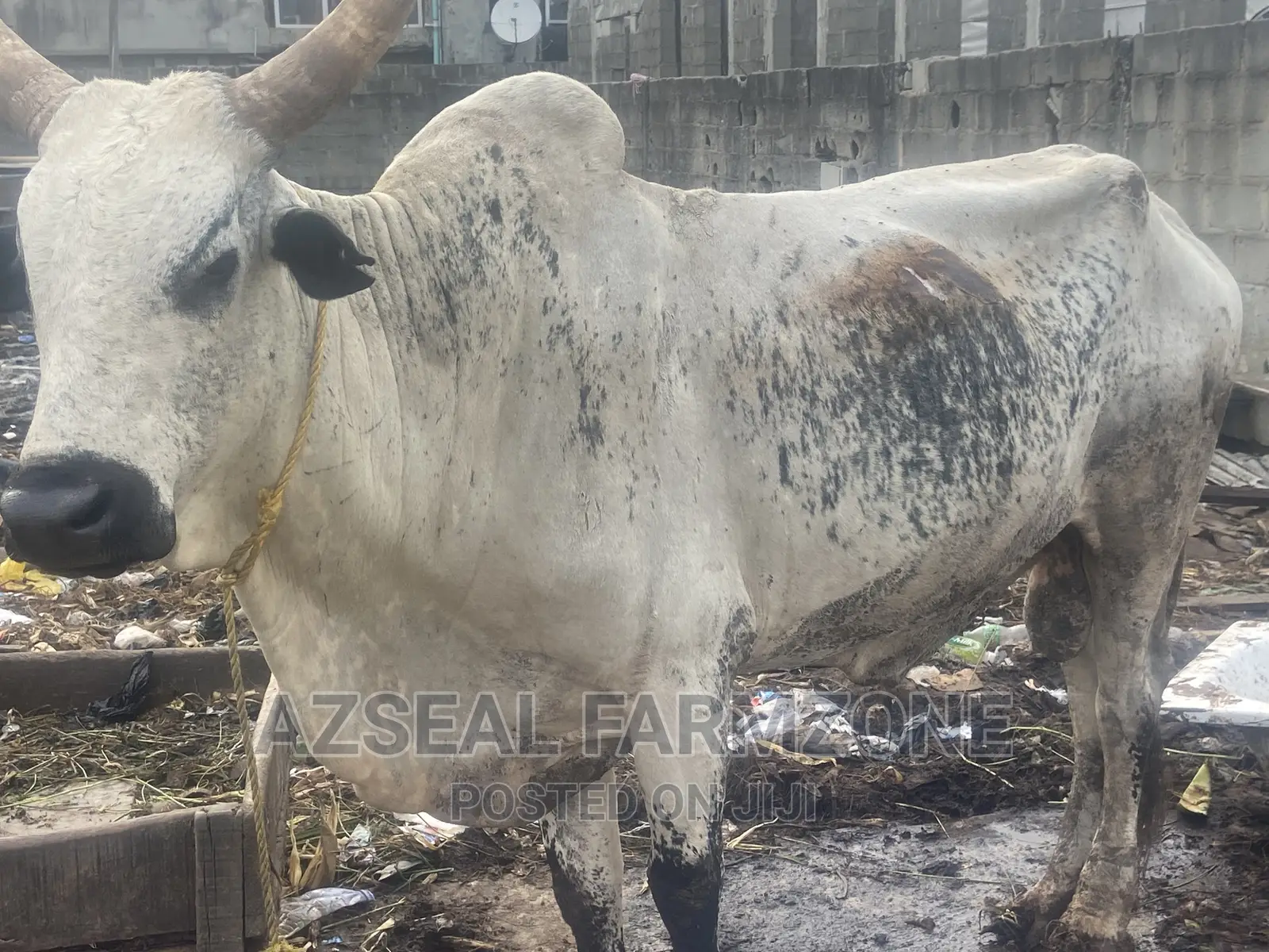 Healthy and Good Looking Rams and Cows Available