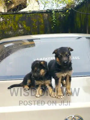 1-3 months Male Purebred German Shepherd
