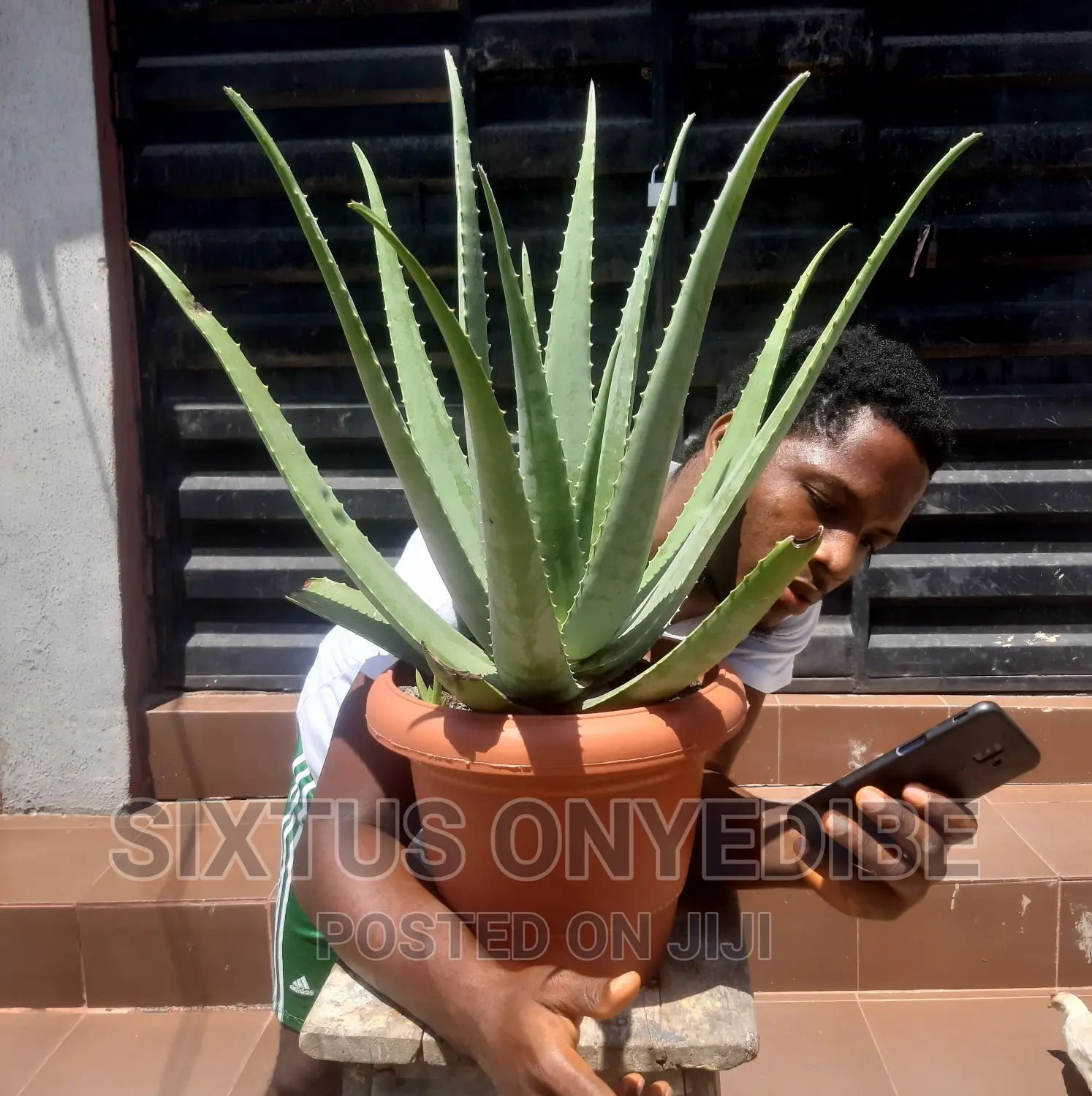 Aloe Vera Plant, Pot Compost