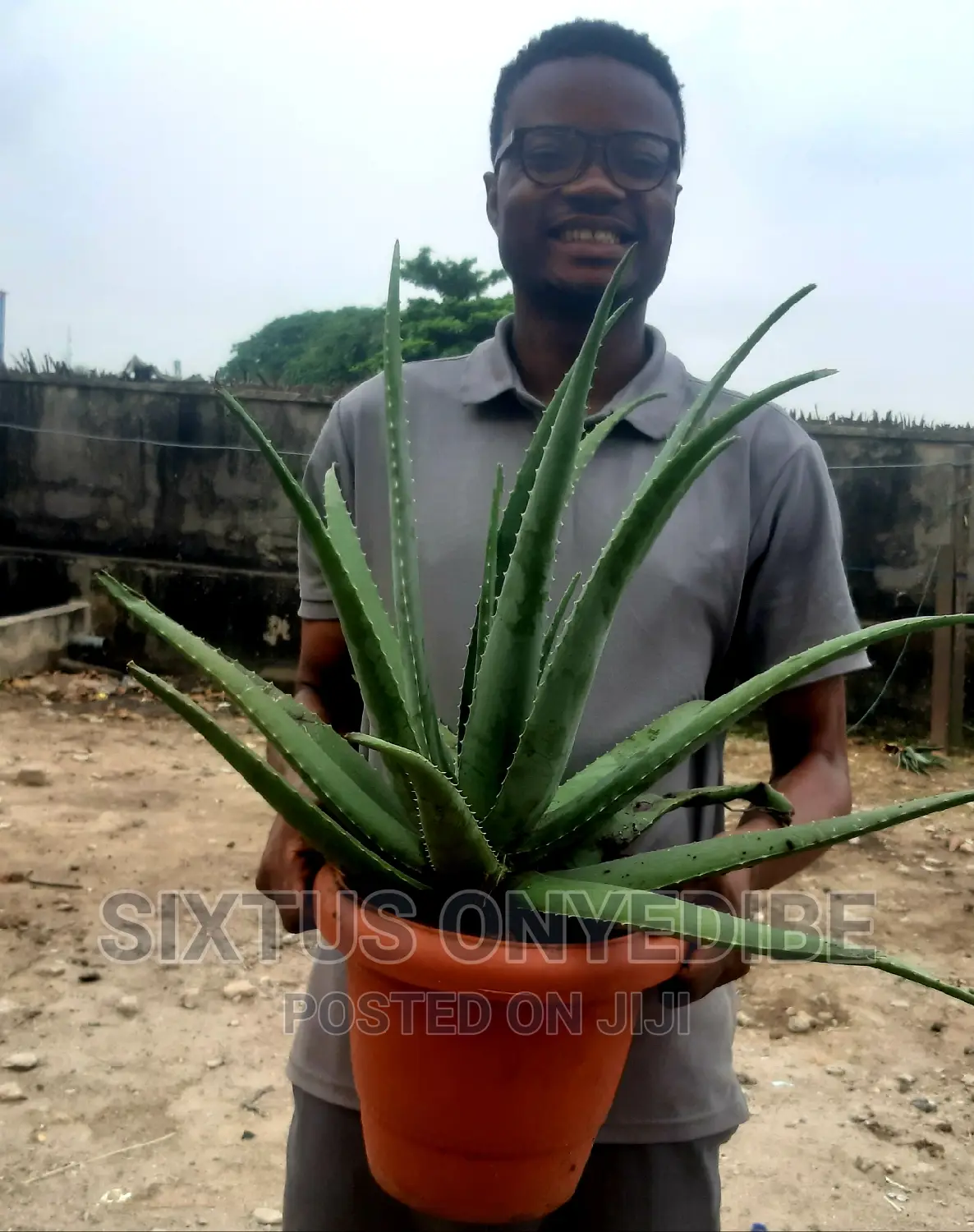Aloe Vera Plant, Pot Compost