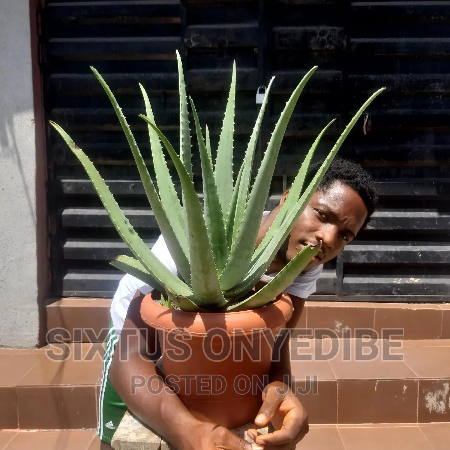 Aloe Vera Plant, Pot Compost
