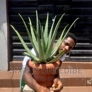 Aloe Vera Plant, Pot Compost