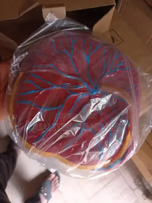 Placenta Model
