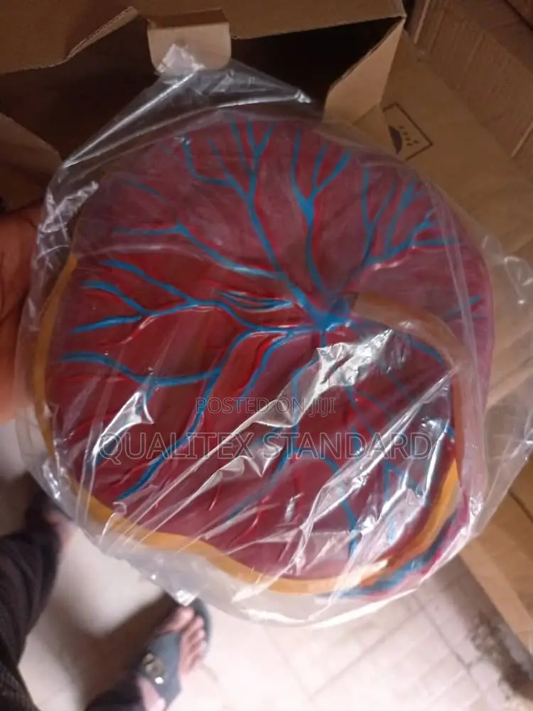 Placenta Model