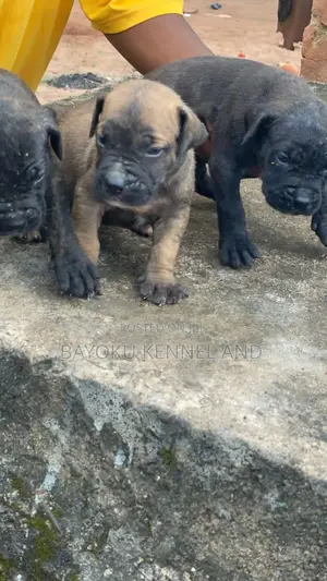 1-3 months Male Purebred Boerboel