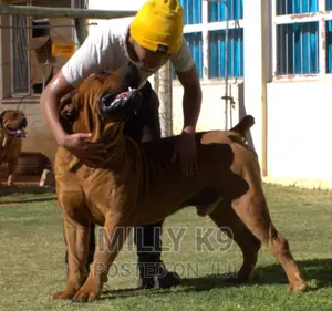 Dog Caretaker/ Pet Sitting