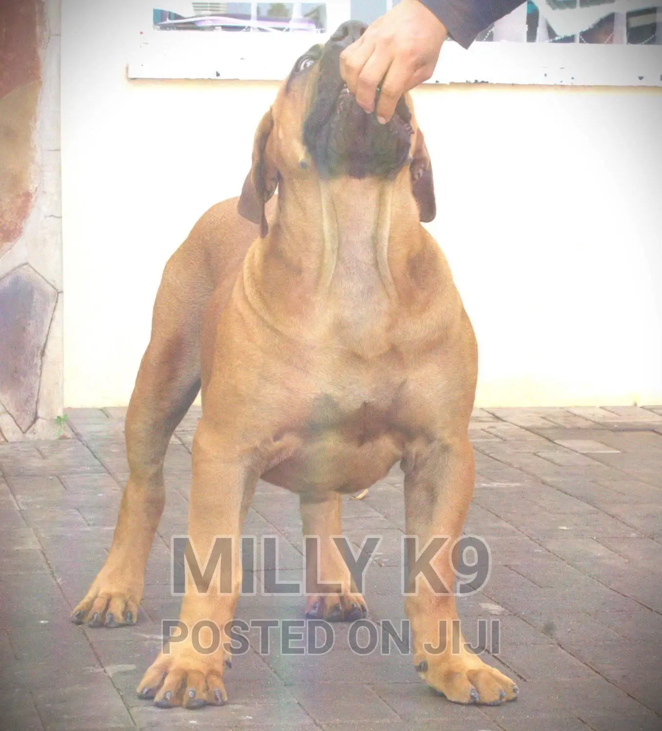 Dog Caretaker/ Pet Sitting