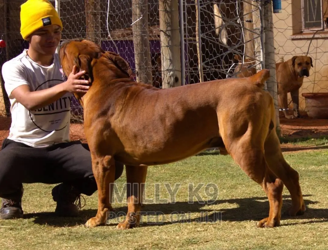 Professional Dog Training