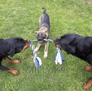 Professional Dog Training