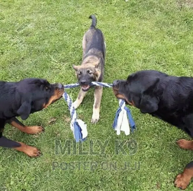 Professional Dog Training