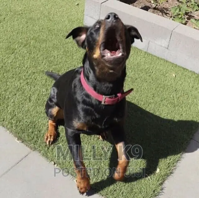 Professional Dog Training