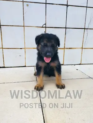 1-3 months Female Purebred German Shepherd
