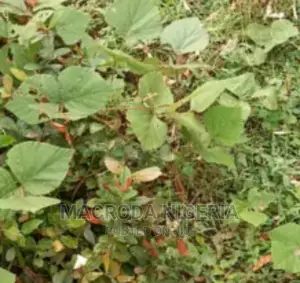 For Sale: 1359sqm Bare Land At Adeyeri Estate, Ogba, Ikeja