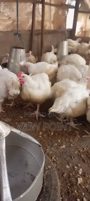 Photo - Broiler Chicken 2