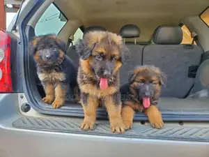 3-6 months Female Purebred German Shepherd