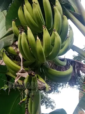 Giant Elephant Plantain Sucker