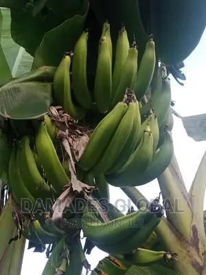 Giant Elephant Plantain Sucker