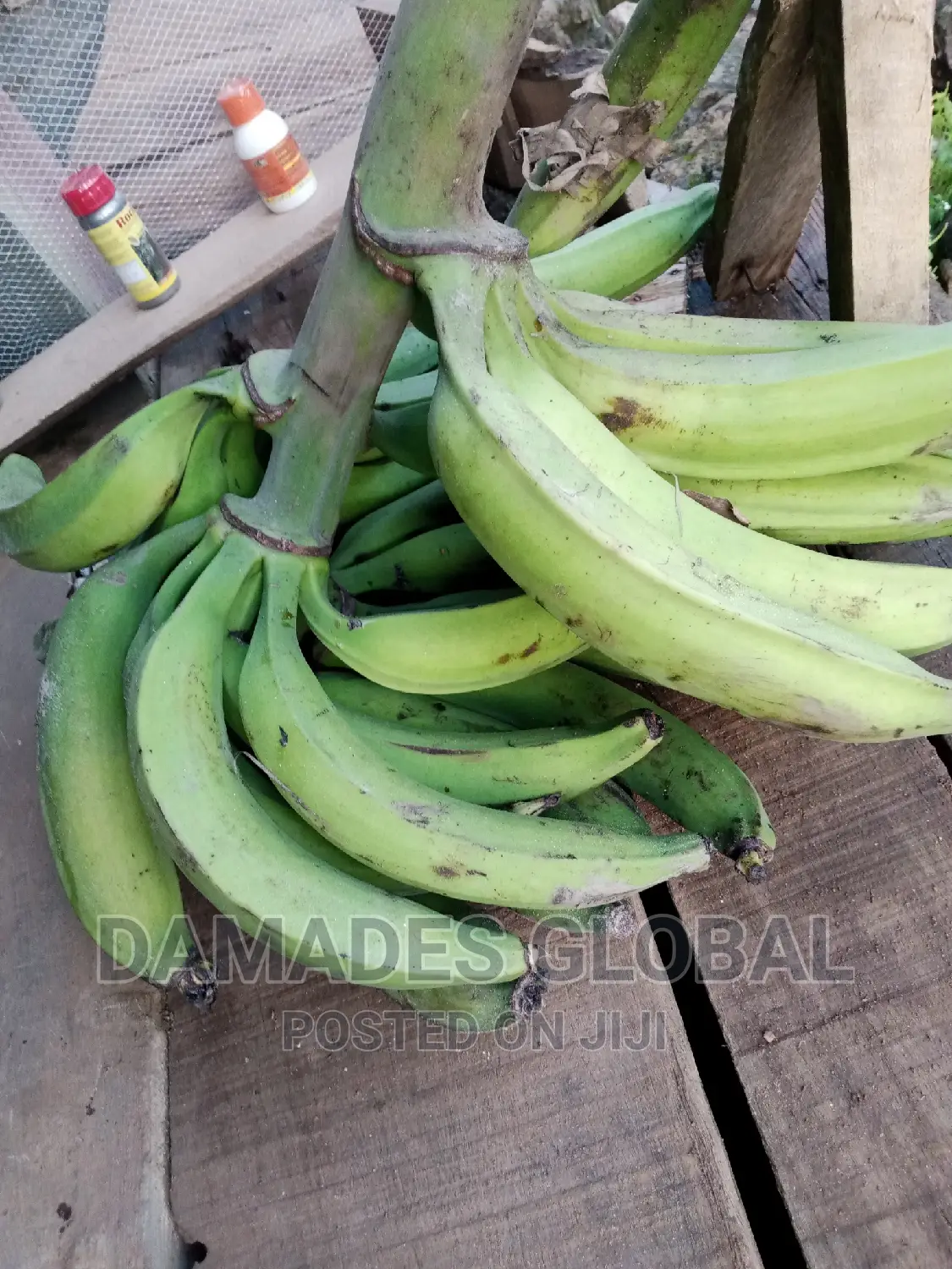 Giant Elephant Plantain Sucker