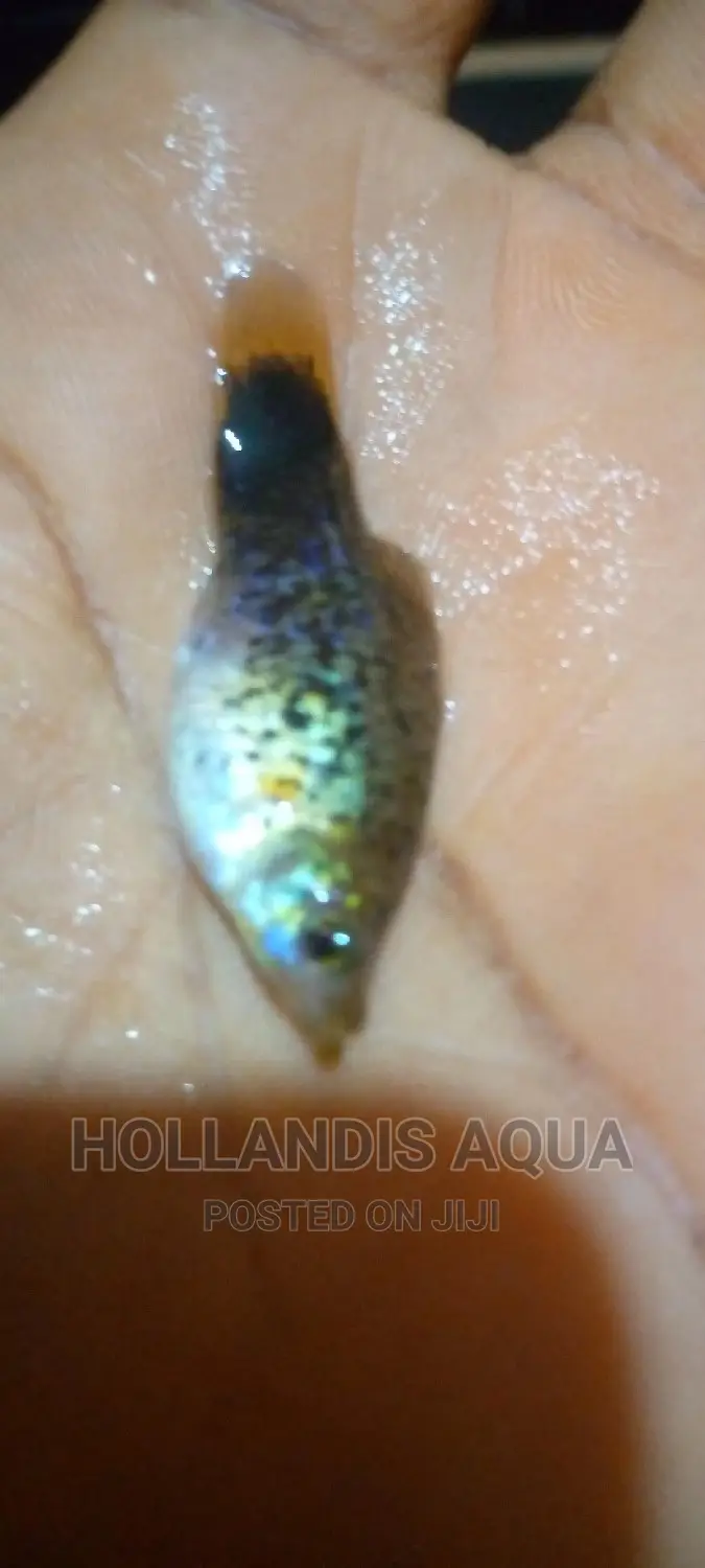 Aquarium Fishes Pet